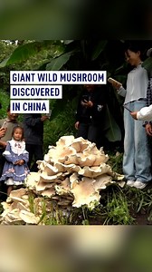 65K views · 167 reactions | An enormous cluster of white wild mushrooms was discovered on Wednesday in a village in Baoshan City, Yunnan Province, southwest #China. The giant mushroom, measuring 90 centimeters in diameter, has amazed local villagers living near the mountain where it was found. #Yunnan #WildMushrooms #Nature | CGTNEurope | Facebook