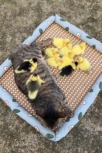 276K views · 10K reactions | Omg so cute 殺 | Everyday Moments | Facebook