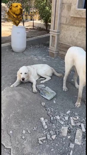 #alabailife 😍 #alabai #dog #animals