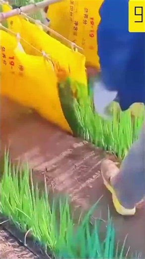 Amazing Easy Field Crop Spraying Process 🌾💦 #shorts