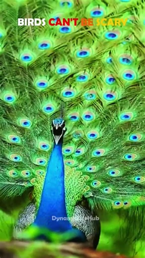 Scary birds sounds😱💀| FUNK CRIMINAL (SUPER SLOWED) #trollface #edit #scary