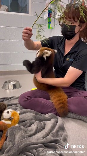 Adorable Red Pandas at Greensboro Science Center