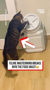 938K views · 10K reactions | That's one smart kitty!  | Memezar | Facebook