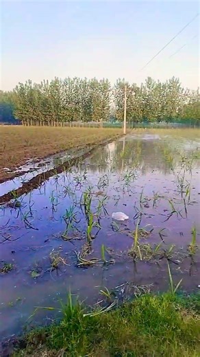 #youtubeshorts #trending #viralvideo #farming #Ajay