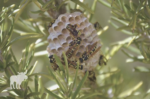 What Would Happen If Wasps Went Extinct? — Forest Wildlife