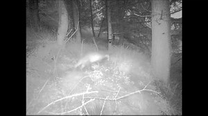 1.4K views · 43 reactions | This is a couple of clips edited together from my 2 camera test set-up. I've gone back to one from today though, as I think the second light tends to spoil the shot rather than the extra light making it a clearer night shot..... Ho hum, we try :) It's a badger by the way, for anybody who has never seen one! | Highland Titles | Facebook