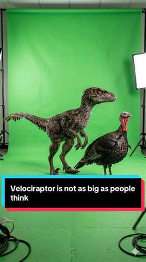 Velociraptors are not as big as people think. In reality, they were about the size of a turkey! 🦖🦃 Agile, feathered, and fast, these little predators would have darted through prehistoric landscapes, more like a clever bird than a movie monster. #Velociraptor #DinosaurFacts #PrehistoricLife #FunFact