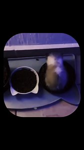 Wi wi wi cat says | GOTTA LOL