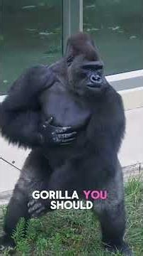 What kind of primates is this? #primates #monkey #coolfacts