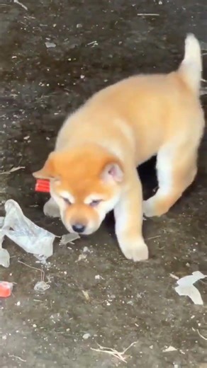 The Loyal Yellow and White Puppy Who Guarded My Childhood – A Heartwarming Journey of a Chinese Vill