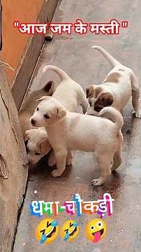 धमा-चौकड़ी🤣 #puppy #pets #cutedog #puppies #funnyshorts #funny