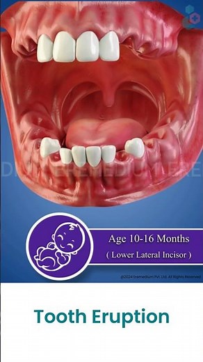 Know About Teeth Eruption Sequence ↪ 3D Medical Animation #Shorts #TeethEruptio #Teeth