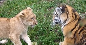 Baby lion and baby tiger steal the hearts of 4 million with their playtime antics