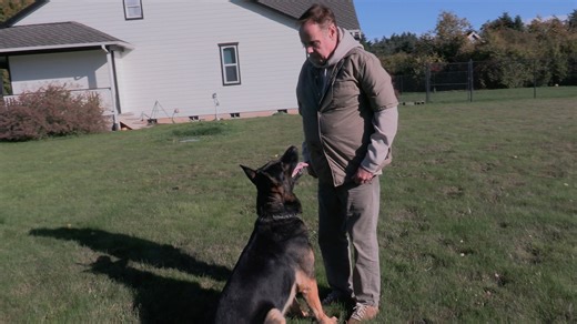 Command. Focus. Trust. Professional Obedience | Kraftwork K9 Pro German Shepherds