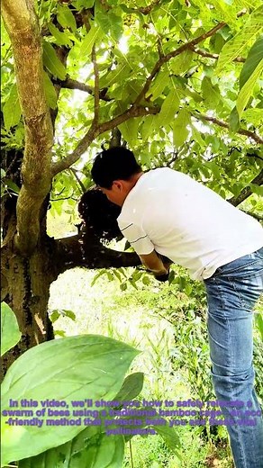 Bee Rescue 101: Safely Relocate Bees with a Bamboo Cage (DIY Tutorial)​