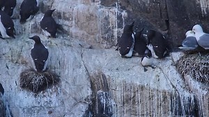 Amazing cliff-jumping guillemot chick being helped to safety