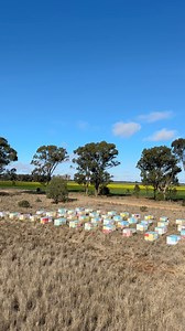 The beginning of a new season for our honeybees. 🇦🇺🐝 | Australian Bees