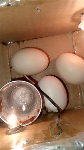 very cheap incubator