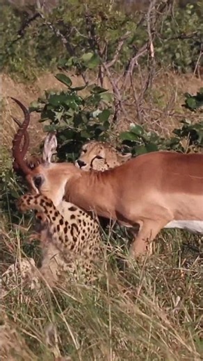 Cheetah vs Impala: The Final Struggle