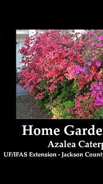 How to Control Azalea Caterpillars on Azalea Bushes