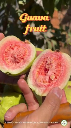 Satisfying Pink Guava Harvest 🍈✨ #guava #satisfying