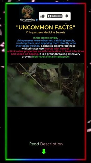 Chimpanzees Medicine Secrets #naturemind