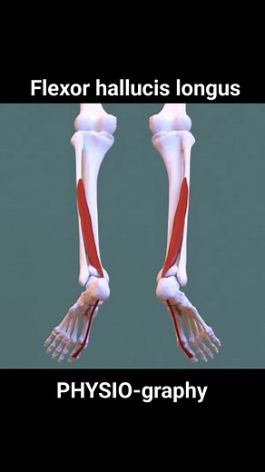 11K views · 181 reactions | Flexor hallucis longus | PHYSIO-graphy | Facebook