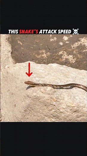Snake vs frog attack speed #trending #animals #wildlife #snake #youtubeshorts