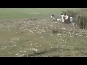 165K views · 2.1K reactions | Galgo no javali | FOX RIO | Facebook