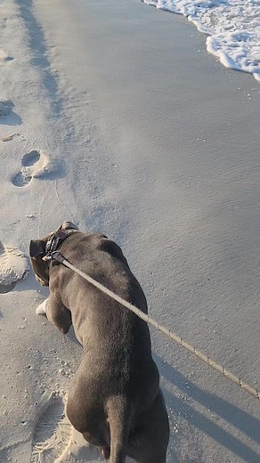2.3K views · 98 reactions | I think I enjoy these morning walks and much as he does. #panamacitybeach #adventuredog #knuckleheadedadventures | Knuckleheaded Adventures | Facebook