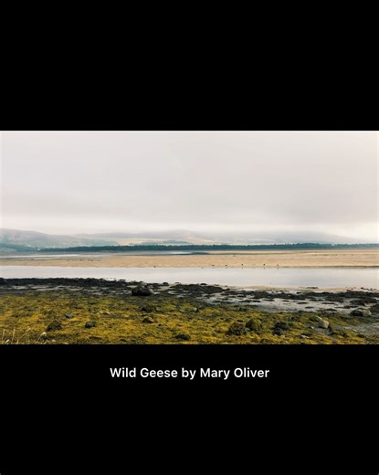 Reading Wild Geese by Mary Oliver to a family of seals basking in all their glory at Dornoch, North East Scotland... 🦋 | Ravenous Butterflies