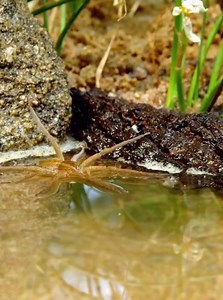 585K views · 10K reactions | #amazinganimals #nature #frogfish #fish #interestingvideos #longervideos #educational #documentary #wildlife #ocean #oceananimals | The living world | Facebook