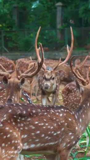 Chital Deer: The Spotted Beauty of the Wild 🦌 | Amazing Animal Facts
