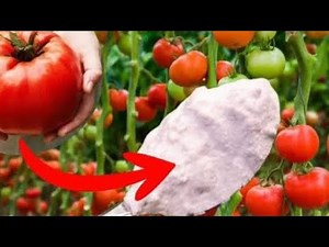 Just 1 tablespoon and the tomatoes will EXPLODE OVERNIGHT!