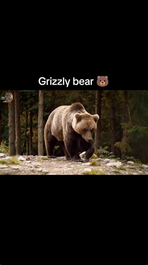 Grizzly bear 🐻, #wildanimals #wildlife #documentary #nature #survival