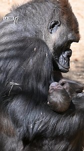 The Los Angeles Zoo is seeing a baby boom among its ape families. A gorilla baby was born on Saturday, Nov. 22, becoming the fifth baby ape to join the zoo in four month. The newest gorilla baby's gener and name have yet to be announced. #nbcla | NBC LA