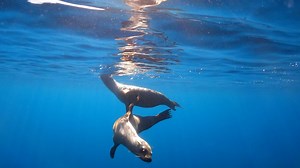 Sea lion rescued from San Diego freeway is returned to the Pacific Ocean