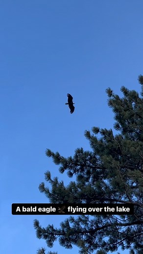 3K views · 43 reactions | A beautiful Bald Eagle flying over the lake #baldeaglephotography #baldeaglephotography #baldeagles | Twin Lakes Resort | Facebook