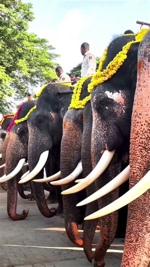 Dasara elephants 🐘🔥 ... #viral #trending #feedshorts #dasara #bheem