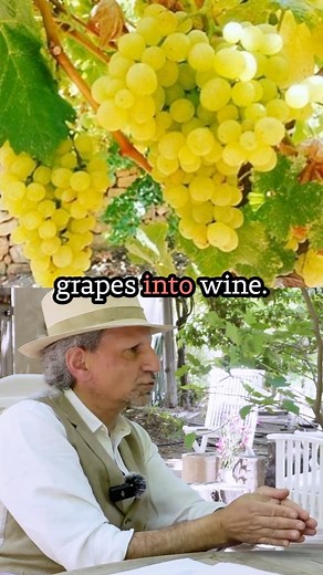 Do you know what it takes to make a bottle of Arak? According to Ramzi Ghosn you’ll need 5 kilograms of grapes, 180 grams of anise, 13 hours of labor, 11 months of aging, and crucially, an afternoon to drink. #arak #arakmaking #bekaa Full conversation: Link in bio | afikra