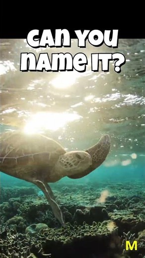 Can You Name It? #wildlife #facts #animals #turtle #ocean #sealife