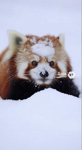 Cinematic Red Panda Playing in Deep Snow | Ultra-Realistic Wildlife Close-Up