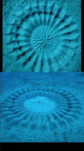 Unbelievable: What this Spotted Puffer Fish Does to Attract Females!😮😮