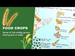 Top crops producing states of India | school project | some of the widely grown food grains #crops