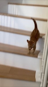 Speedy Baby JoJo ❤️🐱✨#babyjojo #kitty #socute #happy #kitten #playful #happiness #myheart #sweetheart #love #baby #magic #furbaby #catsofinstagram #reels | Tiger JoJo