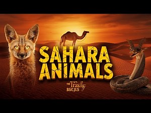 Top 10 Animals of the Sahara Desert ‪@animalfactswithjimmy‬