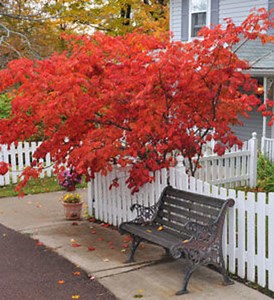 Japanese Red Maple