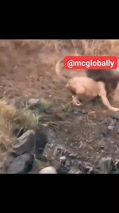 414K views · 631 reactions | Please watch this video to the end and it's very funny 藍藍藍 ©mcglobally | MGC BLOG | Facebook