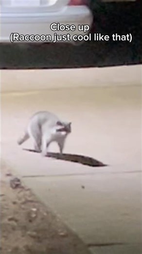 Raccoon caught on camera #wildlife #pov #raccoon #animals #caughtoncamerafunny #fypシ゚viral