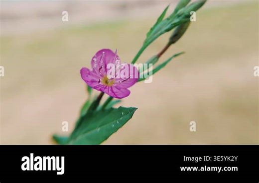 Macro Cinematic Footage Of Pink Evening Primrose Flower Stock Video Footage - Alamy